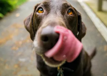 Proximity Northlake Close-up of a brown dog licking its nose with its tongue outdoors on a pathway.